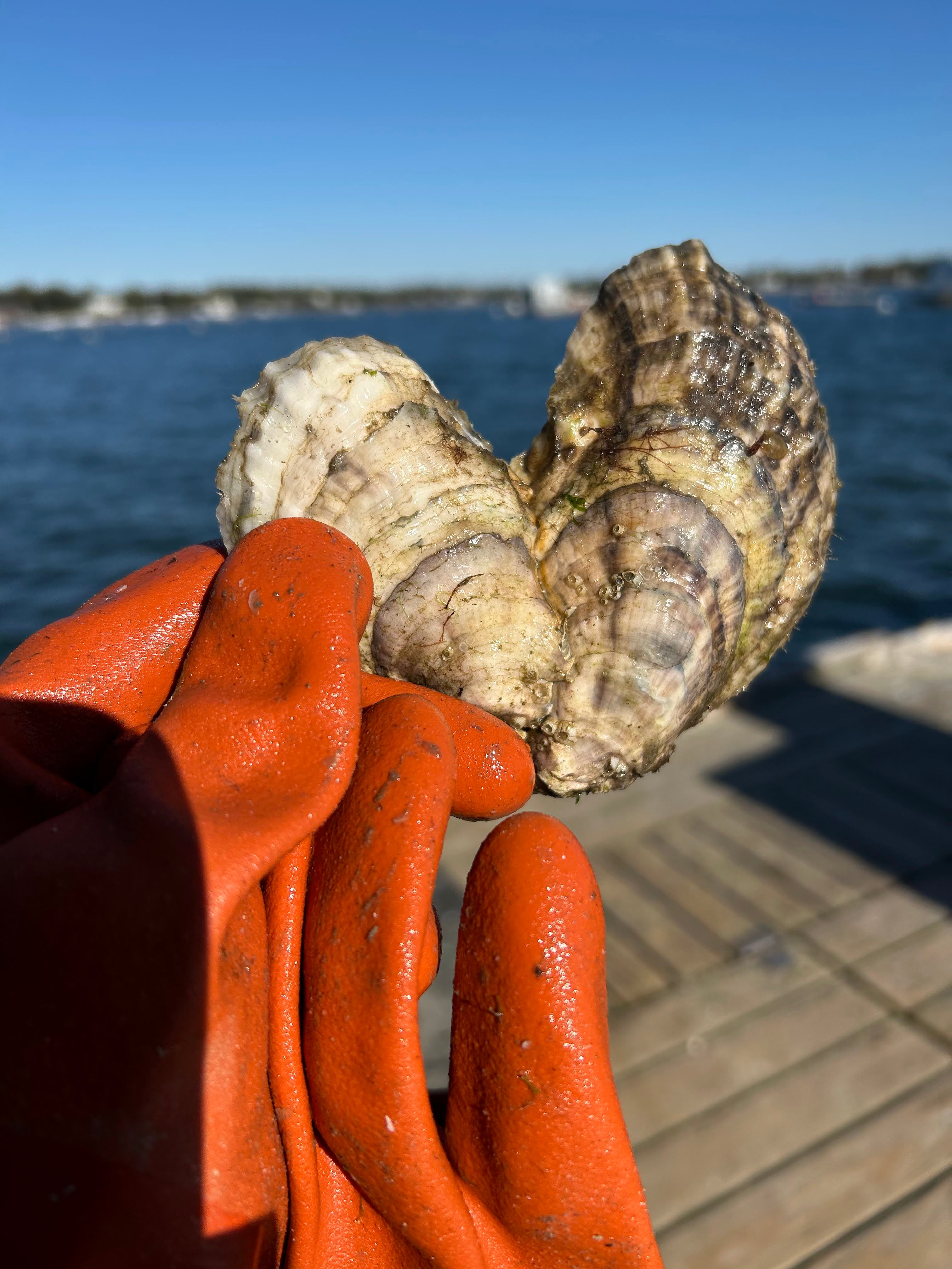 Oyster Heart