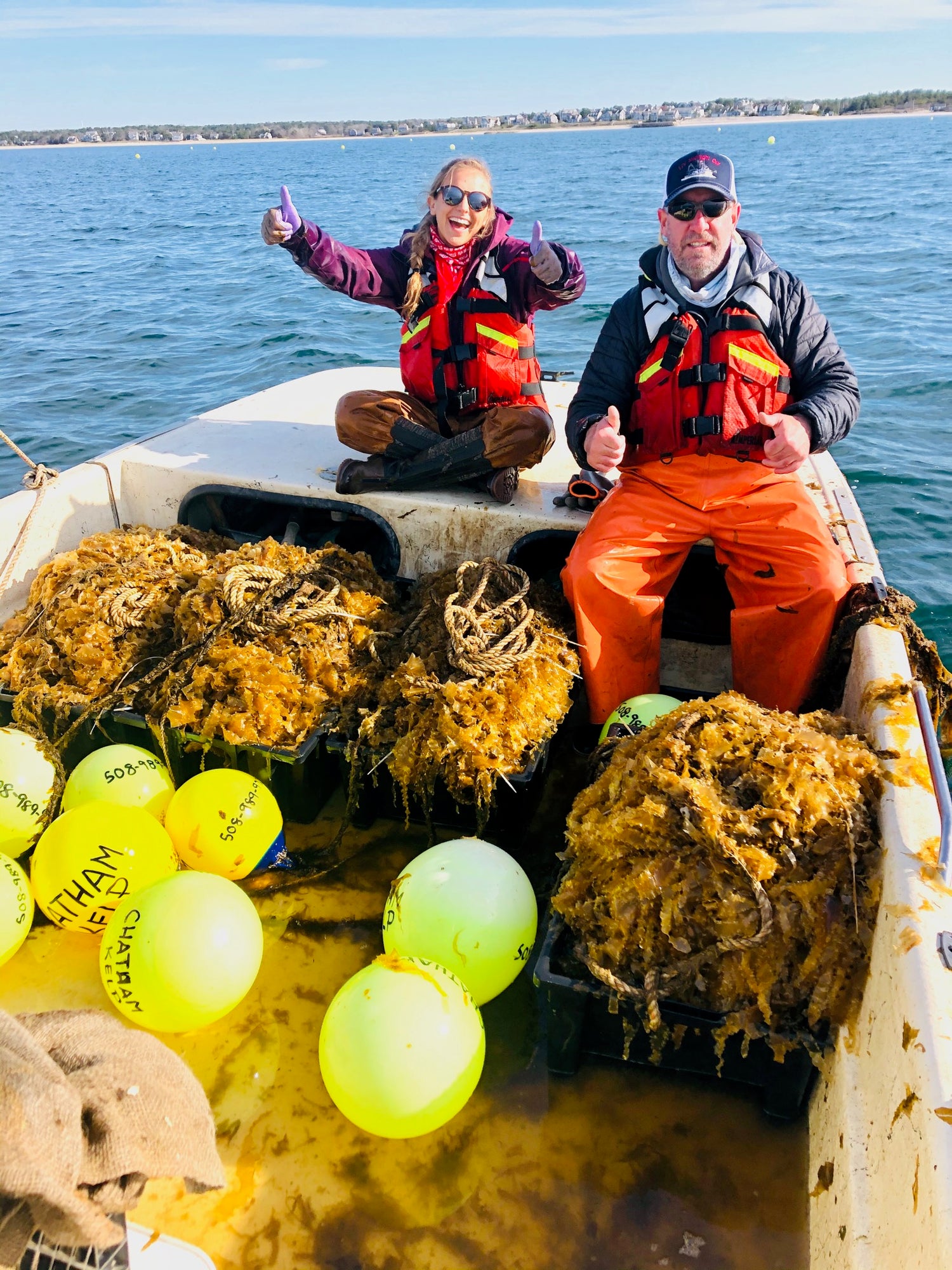 Hauling Kelp